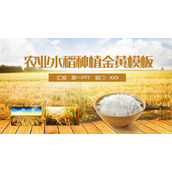 金黄色水稻稻田背景PPT模板下载