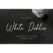 White dahlia字体