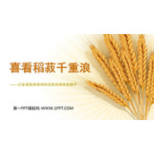 《喜看稻菽千重浪》PPT课件下载