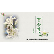 《百合花》PPT精品课件下载