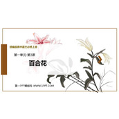 《百合花》PPT免费课件下载