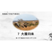 《大雁归来》PPT精品课件下载