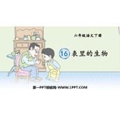 《表里的生物》PPT优质课件