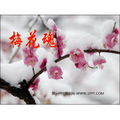 《梅花魂》PPT优秀教学课件