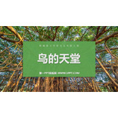 《鸟的天堂》PPT免费教学课件