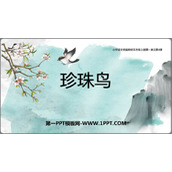《珍珠鸟》PPT免费教学课件