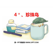 《珍珠鸟》PPT优秀教学课件