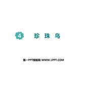 《珍珠鸟》PPT课文课件下载