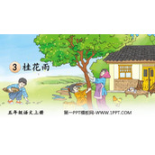 《桂花雨》PPT免费教学课件