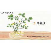 《落花生》PPT优秀教学课件
