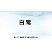 《白鹭》PPT教学课件下载