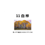 《白桦》PPT优质课件下载