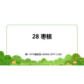 《枣核》PPT免费课件下载