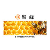《蜜蜂》PPT优质课件下载