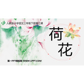 《荷花》PPT免费教学课件