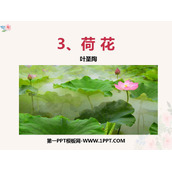 《荷花》PPT教学课件下载