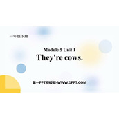 《They're cows》PPT教学课件