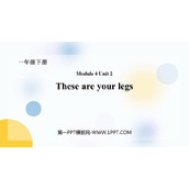 《These are your legs》PPT教学课件