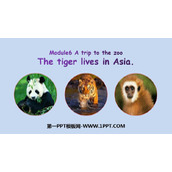《The tiger lives in Asia》PPT优秀课件