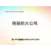 《艳丽的大公鸡》PPT教学课件