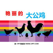 《艳丽的大公鸡》PPT课件