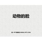 《动物的脸》PPT教学课件