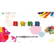 《动物的脸》PPT课件