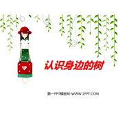 《认识身边的树》PPT下载