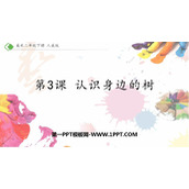 《认识身边的树》PPT课件