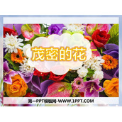 《茂密的花》PPT课件
