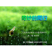 《奇妙的爬行》PPT教学课件