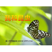 《我和昆虫》PPT教学课件