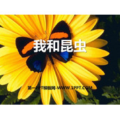 《我和昆虫》PPT下载