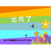 《出壳了》PPT教学课件