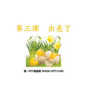 《出壳了》PPT课件