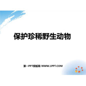 《保护珍稀野生动物》PPT教学课件