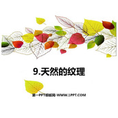 《天然的纹理》PPT教学课件