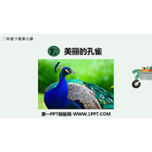 《美丽孔雀》PPT课件下载