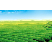 茶山茶园风景PPT背景图片