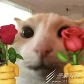 玫瑰玫瑰玫瑰是什么梗为什么这么火