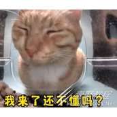 新鲜哥橘猫梗的来源和含义
