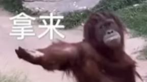《抖音》爆金币梗的来源及出处
