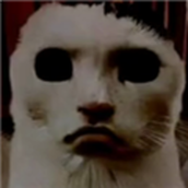 猫猫惊魂完整版