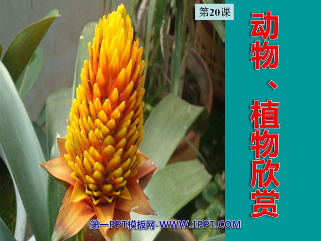 《动物、植物欣赏》PPT课件2