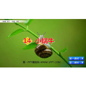 《小蜗牛》PPT教学课件