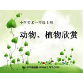 《动物、植物欣赏》PPT课件