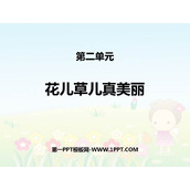 《花儿草儿真美丽》PPT优秀课件