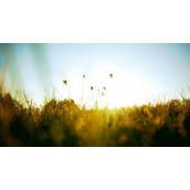初秋的早晨阳光照射在黄绿的草地上PPT背景图片