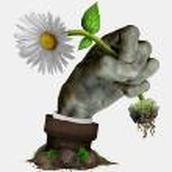 植物大战僵尸现实版安装