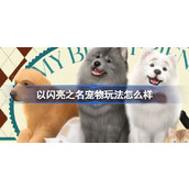 以闪亮之名宠物玩法怎么样